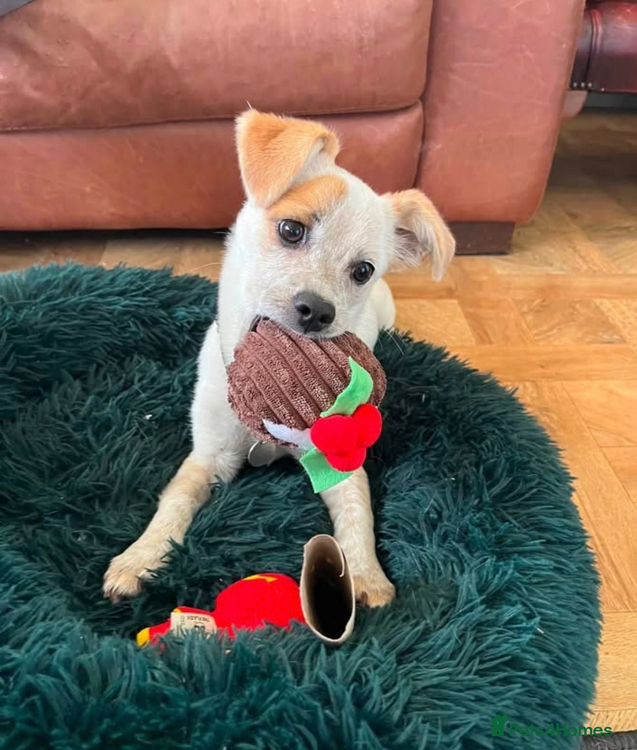 Mixed Breed dogs Anuka 🩷 - Advert 5