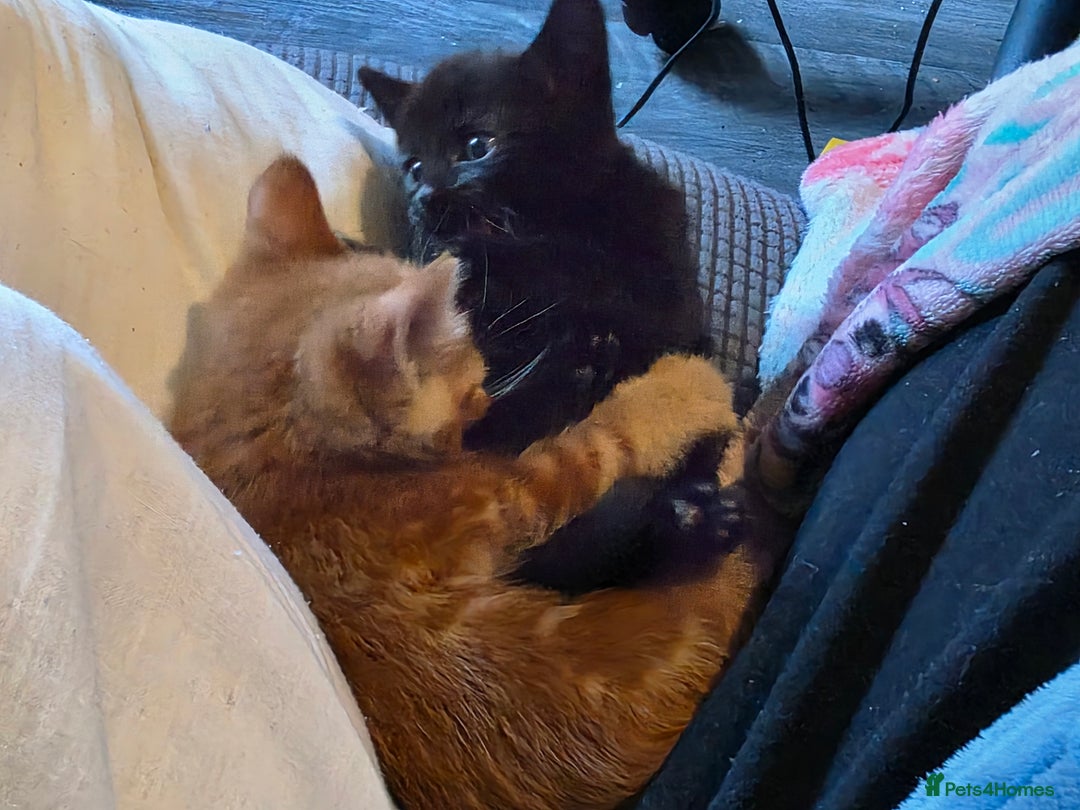 Mixed Breed cats for sale: 9 beautiful kittens - Advert 9