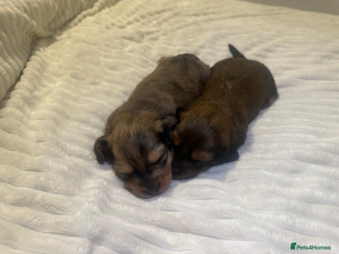 Dachshund dogs for sale:  KC Registered mini long hair Dachshund Puppies  - Image 6
