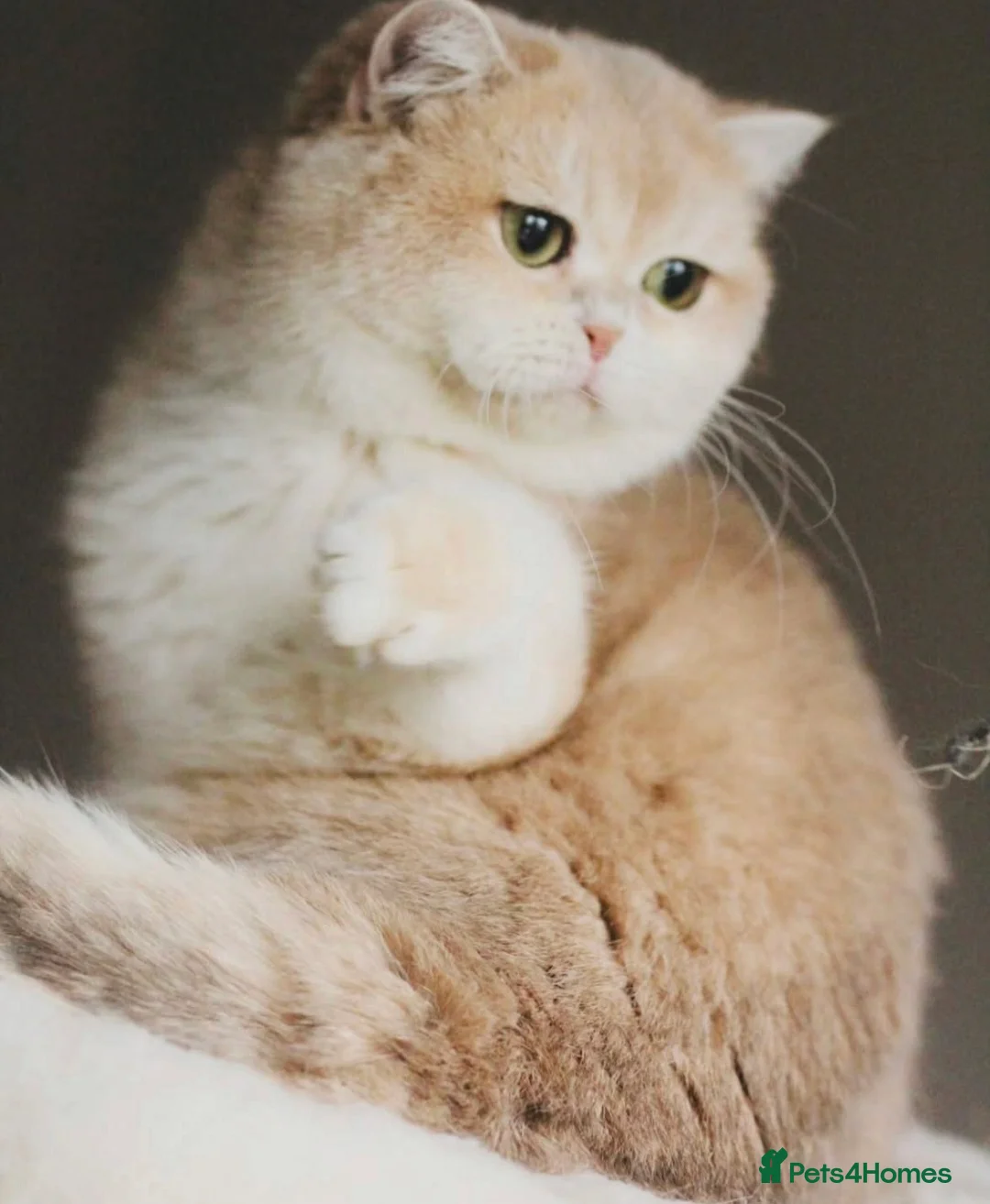 British Shorthair cats for sale: TICA ACTIVE Blue golden British shorthair - Advert 2