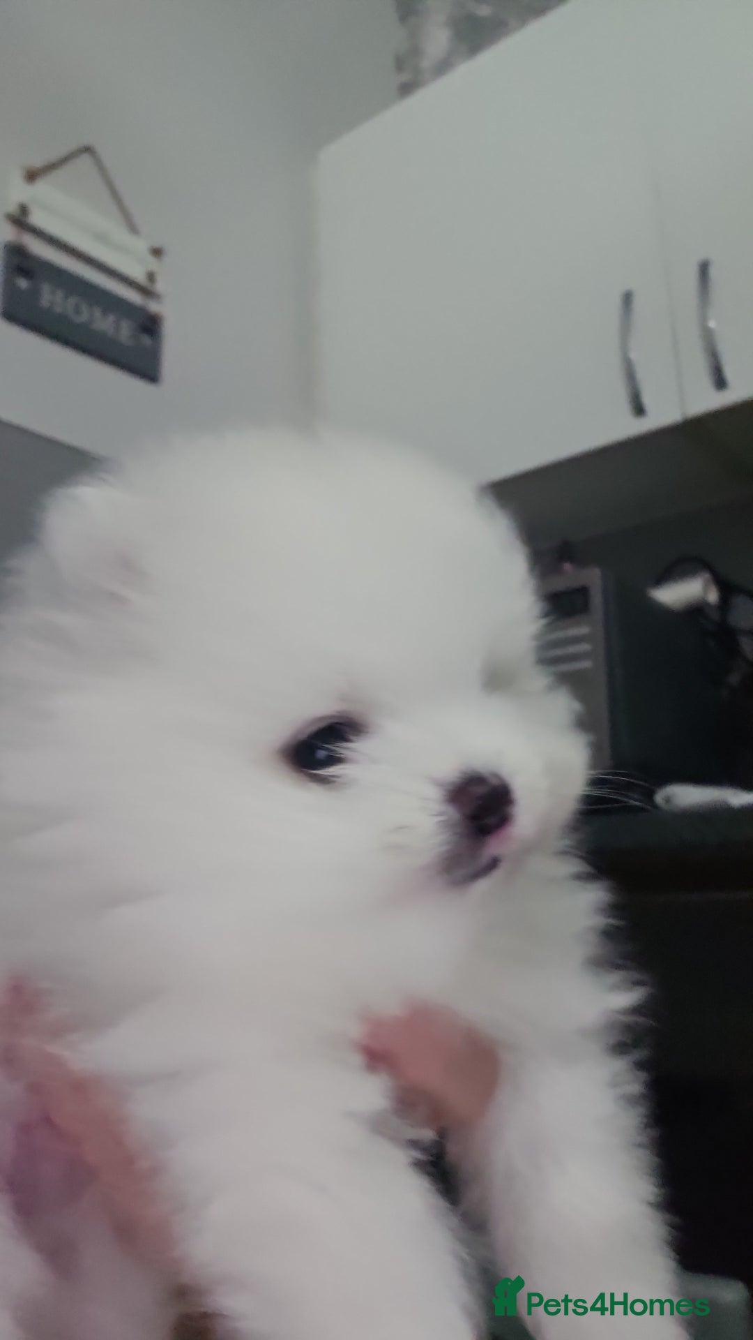 Pomeranian dogs for sale: Pure white boy - Advert 6