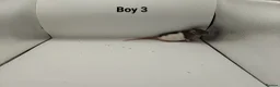 Rat rodents for sale: April Rats! (7 Boys & 5 Girls Left) - Advert 4