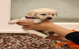 Labrador Retriever dogs for sale: Beautiful labrador puppies for sale - Image 23