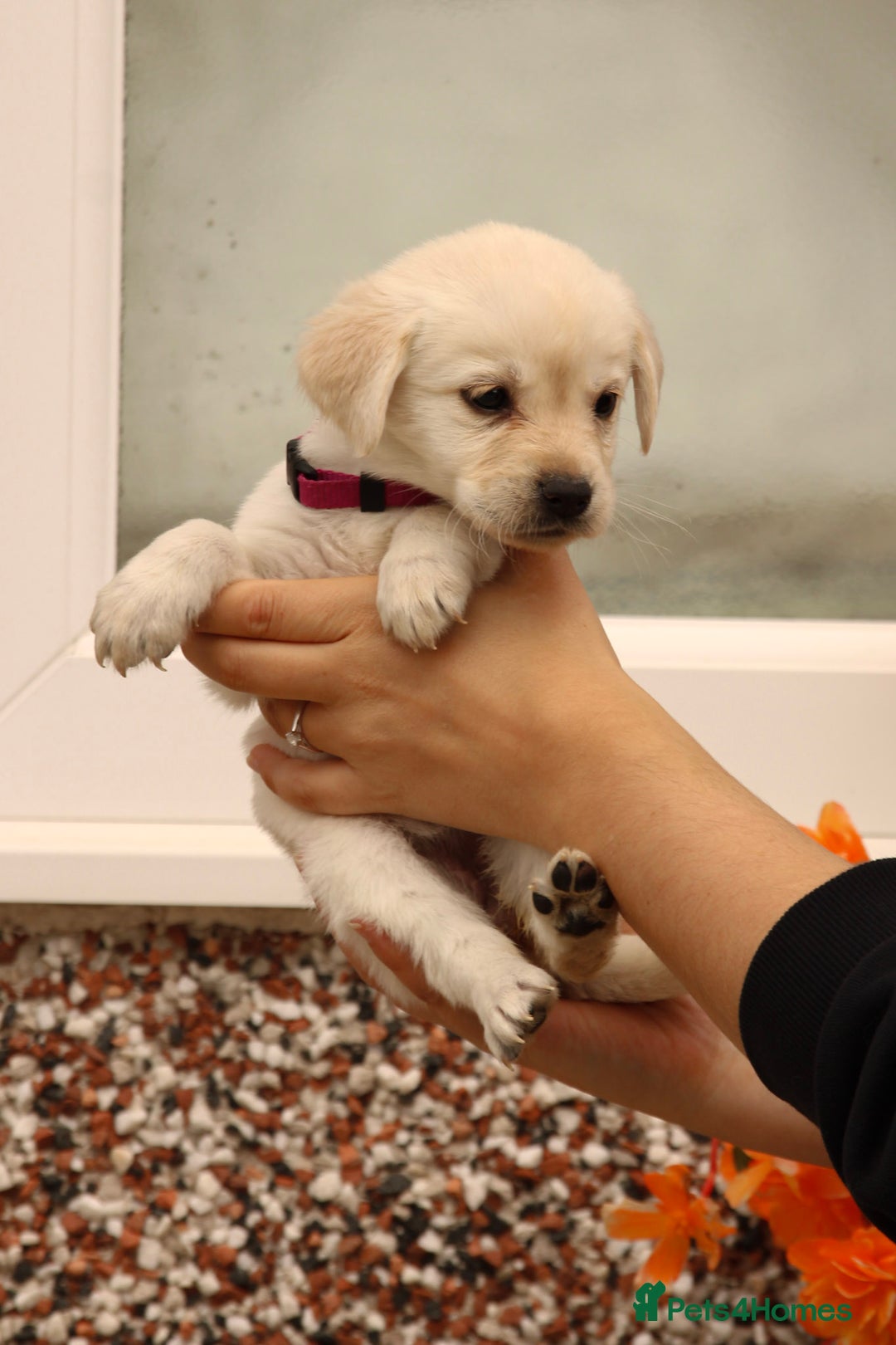 Labrador Retriever dogs for sale: Beautiful labrador puppies for sale - Image 23