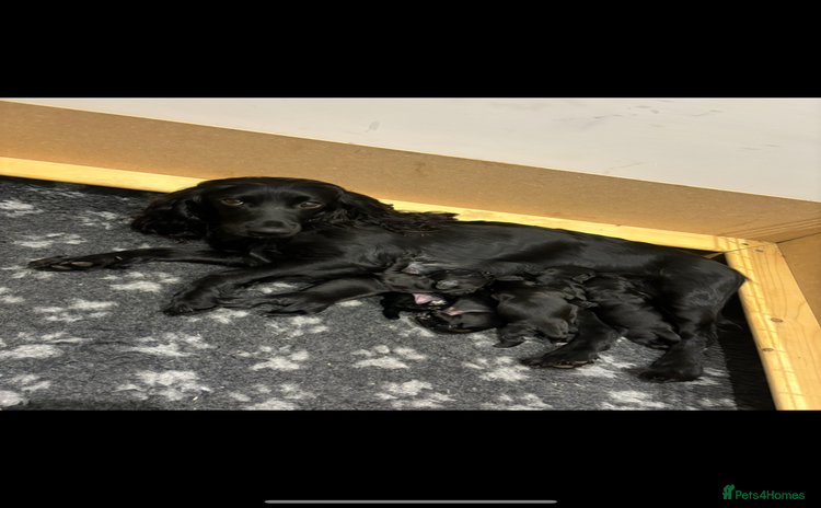 Cocker Spaniel dogs - Advert 7