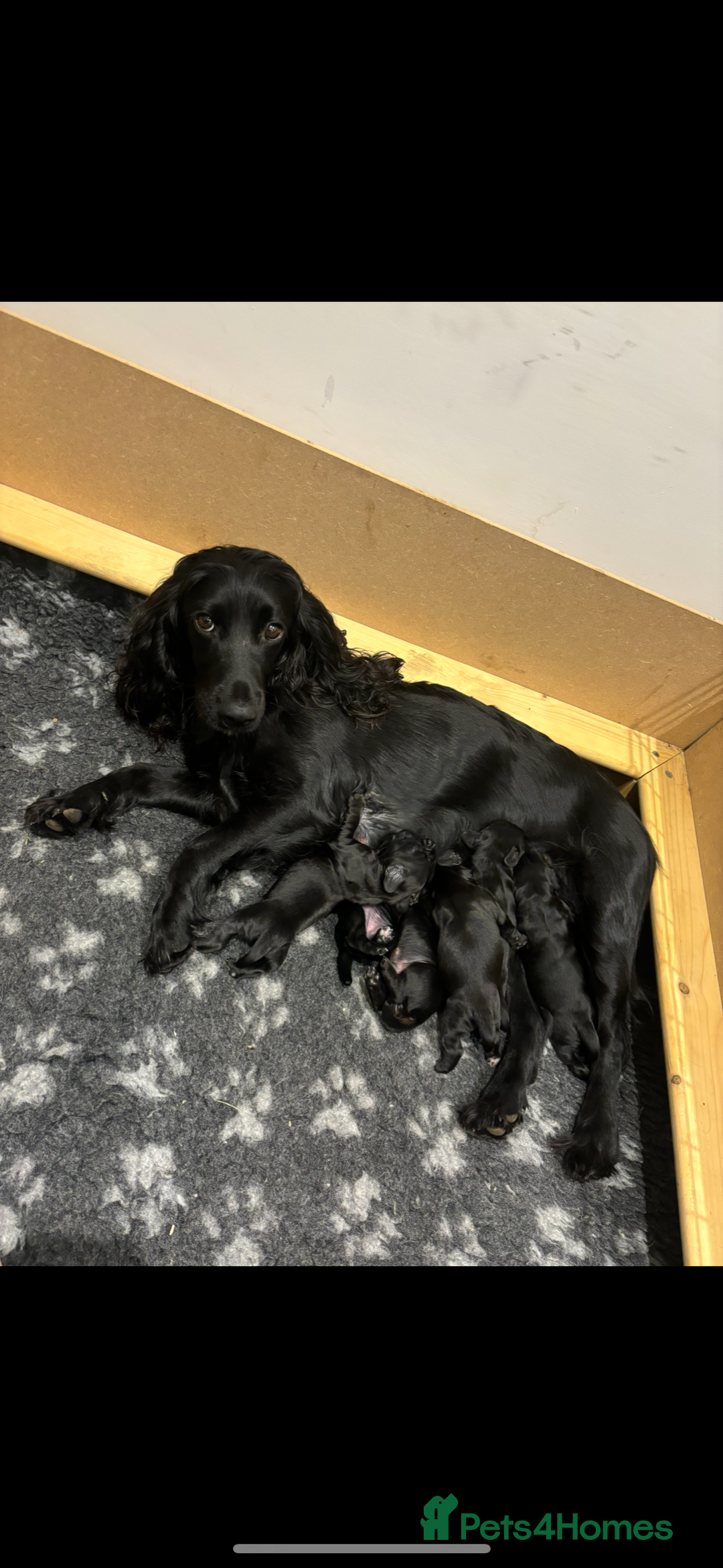 Cocker Spaniel dogs for sale: Kc registered working cocker spaniel - Image 1