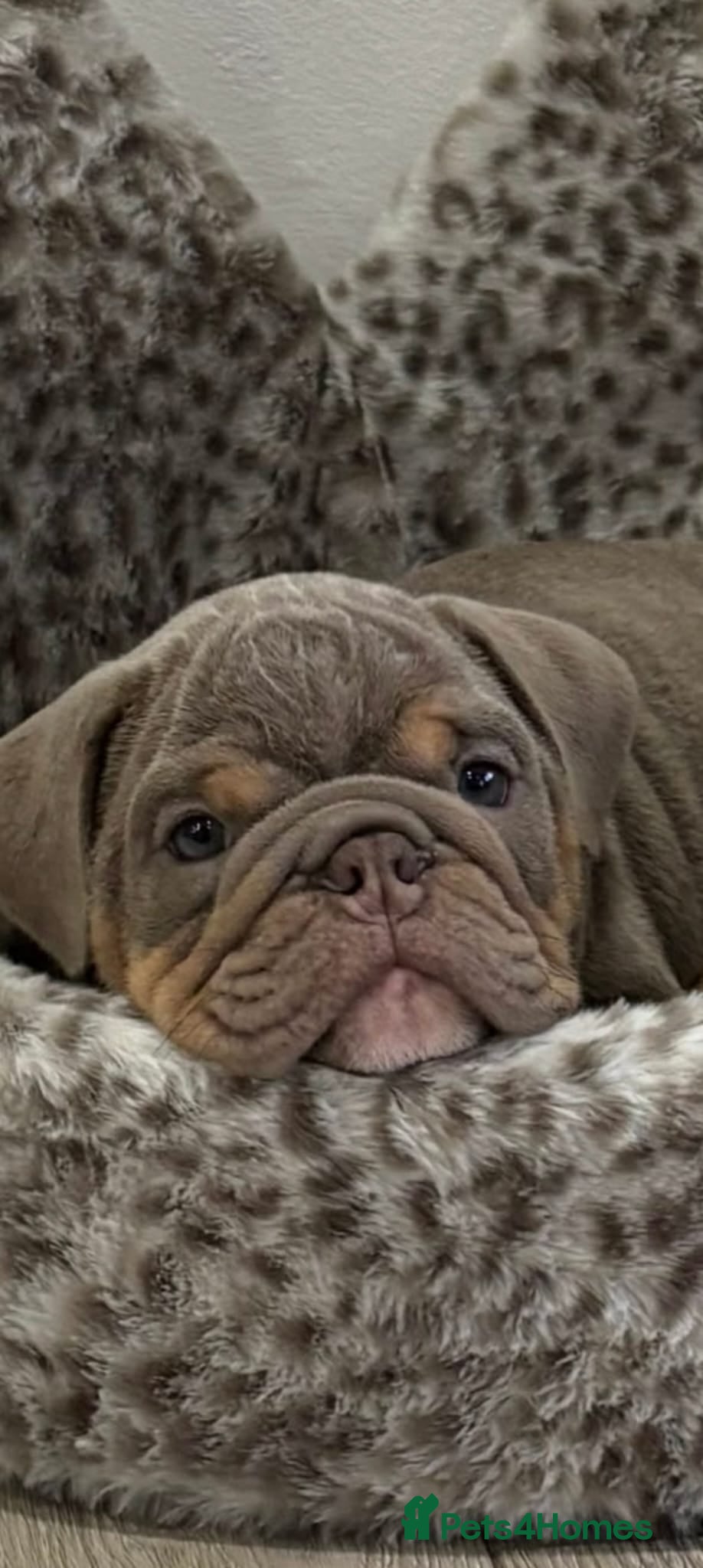 English Bulldog dogs Merle, tan, blue ready to go now - Advert 15
