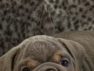 English Bulldog dogs Merle, tan, blue ready to go now - Advert 15