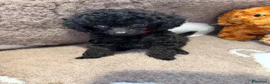 Toy Poodle 2
