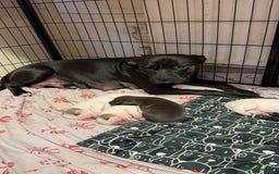 Mixed Breed dogs for sale: American bulldog cross staffie  - Advert 5