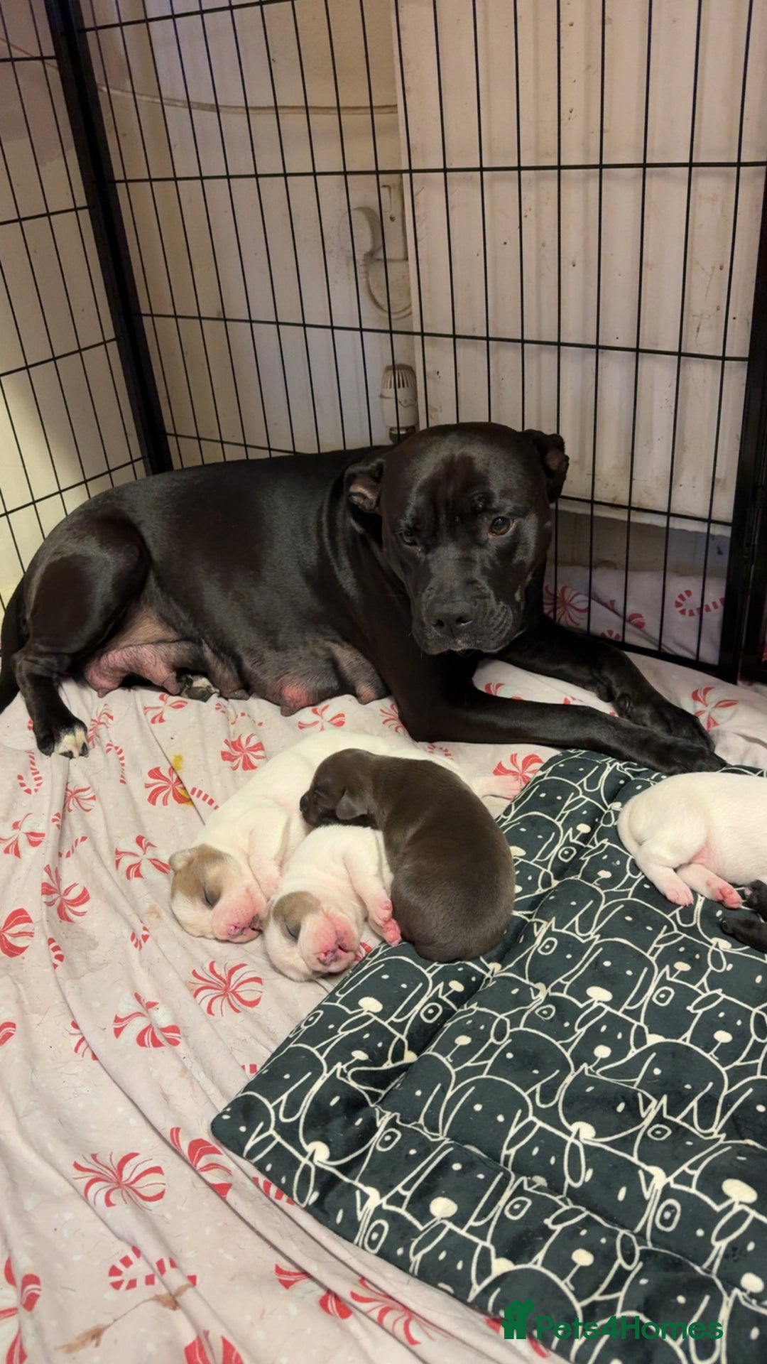 Mixed Breed dogs for sale: American bulldog cross staffie  - Advert 5