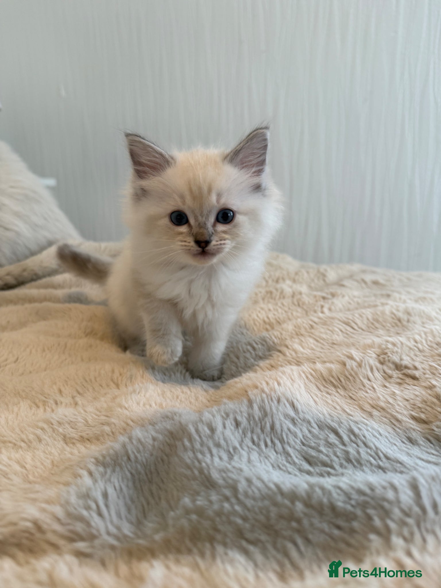 Ragdoll cats Purebred Ragdoll Kittens - Advert 1