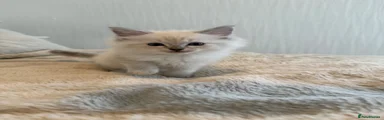 Ragdoll Kitten 1