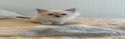 Ragdoll cats for sale: Purebred Ragdoll Kittens in Lytham Saint Annes - Advert 1