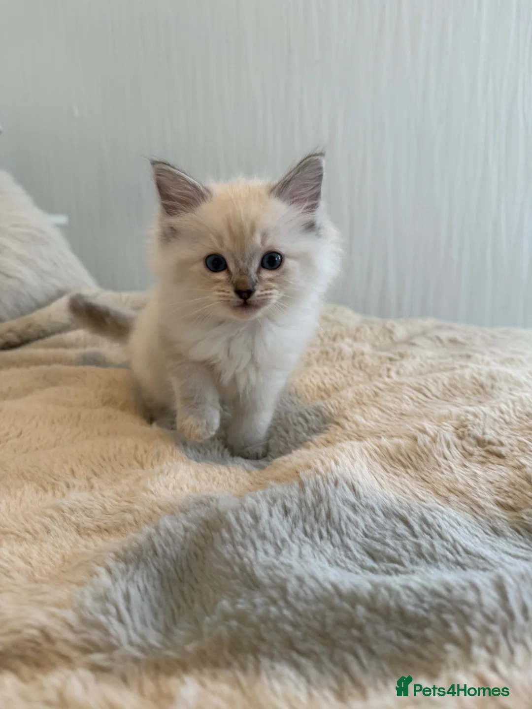 Ragdoll cats for sale: Purebred Ragdoll Kittens in Lytham Saint Annes - Advert 1