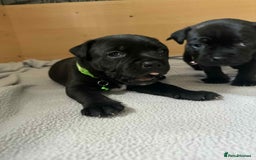 Staffordshire Bull Terrier dogs for sale: Puppies  - Image 8