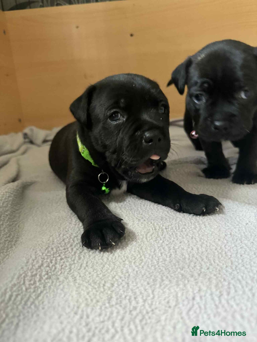 Staffordshire Bull Terrier dogs for sale: Puppies  - Image 8