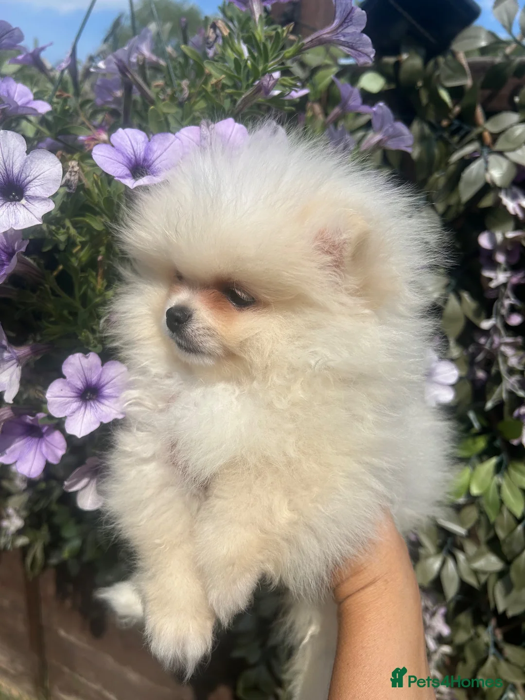 Pomeranian dogs for sale: pomarain pups - Advert 1
