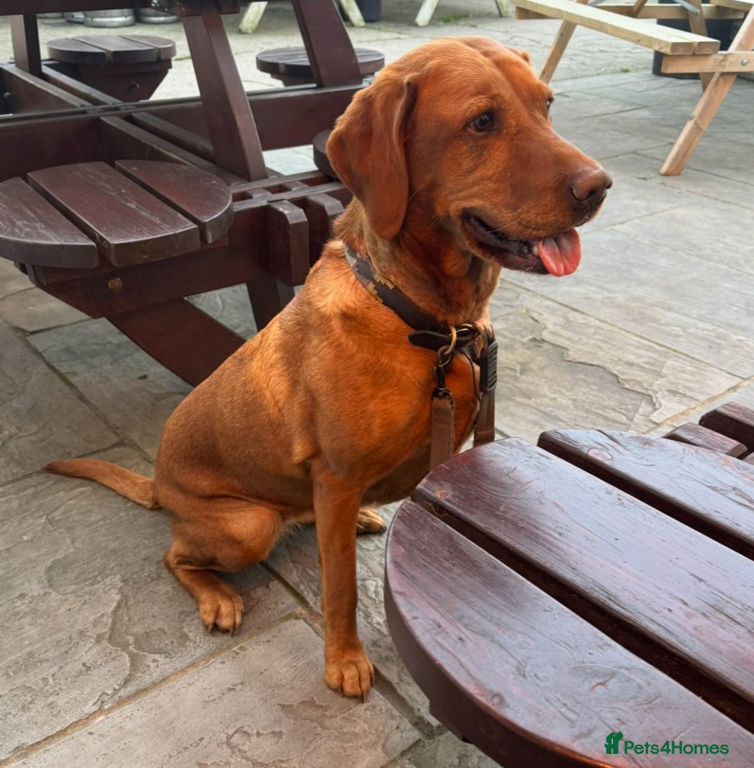 Labrador Retriever dogs for sale: Stunning working lab pups  - Image 5
