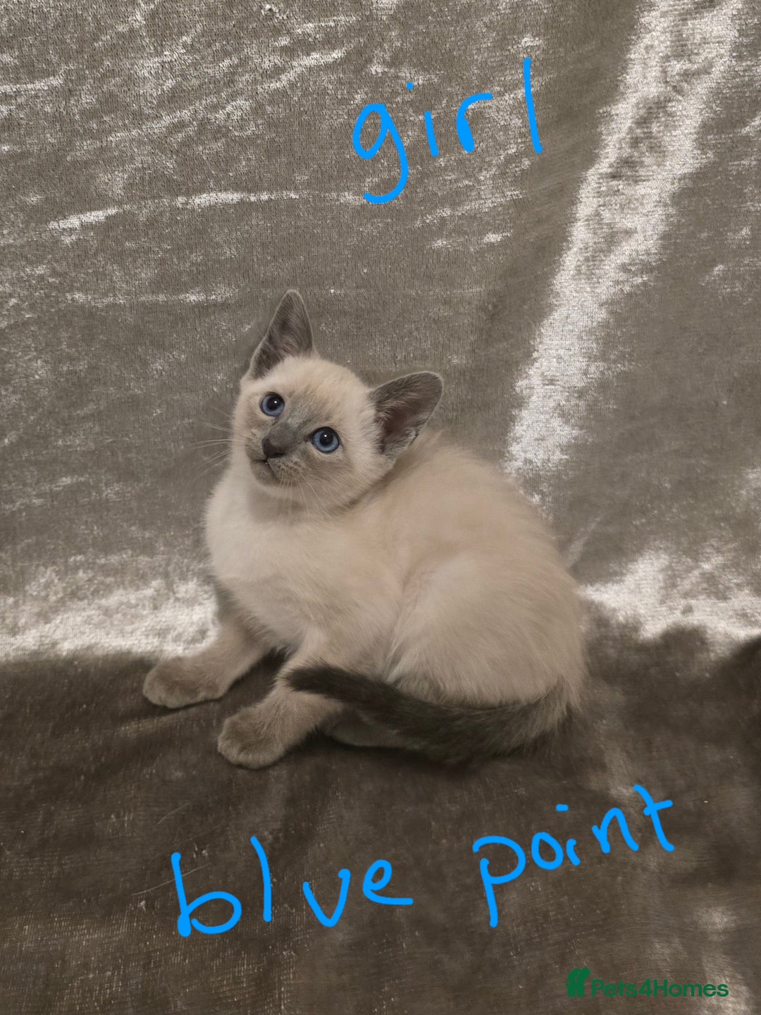 Siamese cats for sale: TRADITIONAL SIAMESE KITTENS  - Advert 4