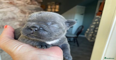 French Bulldog dogs - Advert 7