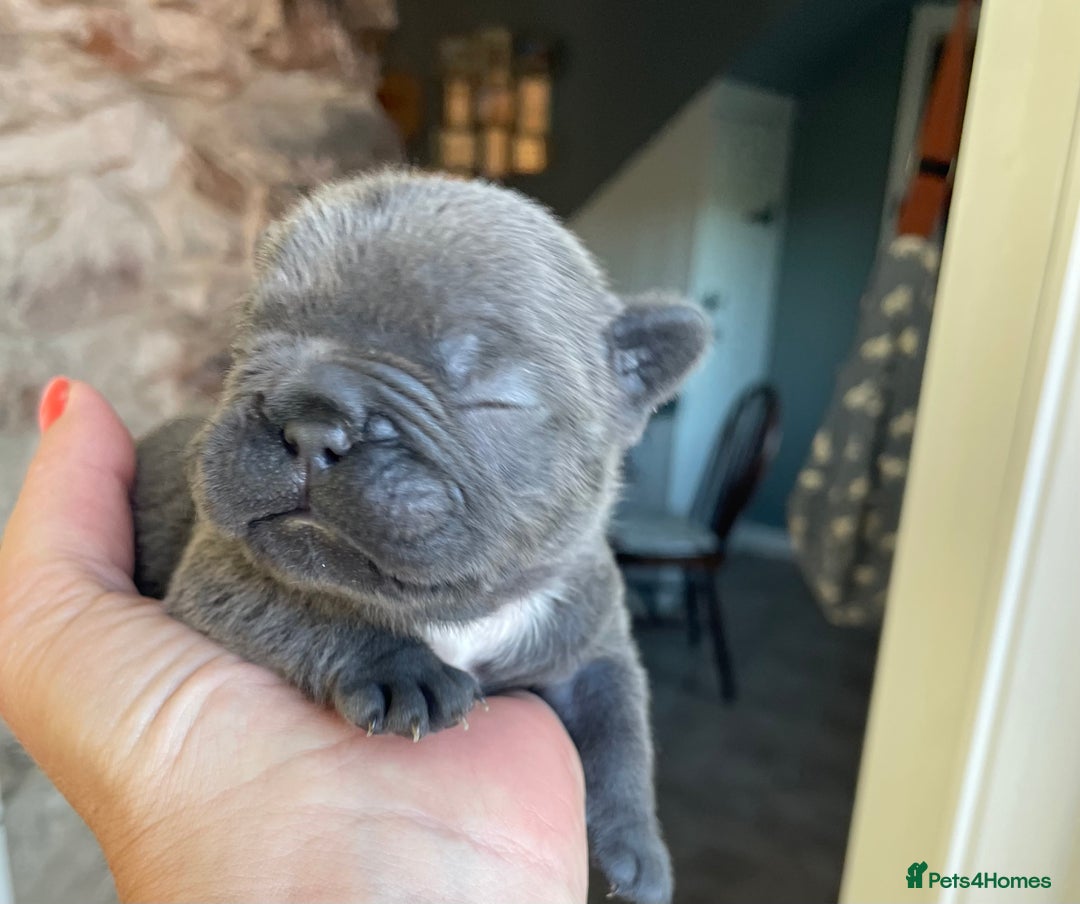 French Bulldog dogs for sale: KC Reg Frenchie Puppies - Image 3