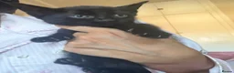 Mixed Breed cats for sale: 9 week old kittens  in London - Advert 5