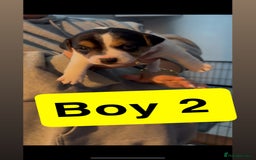 Jack Russell dogs for sale: Jack Russell puppy’s  - Image 7