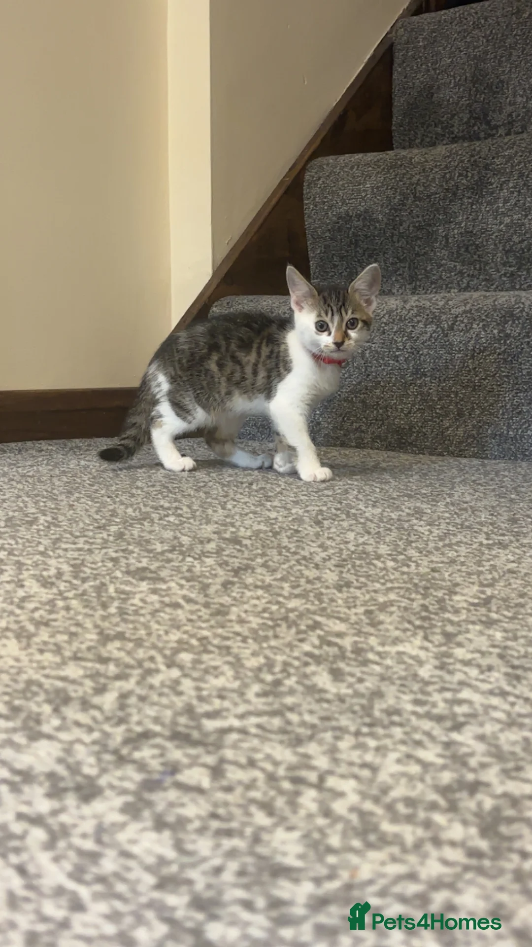 Mixed Breed cats for sale: 10 week old kitten for sale  in Kettering - Advert 2