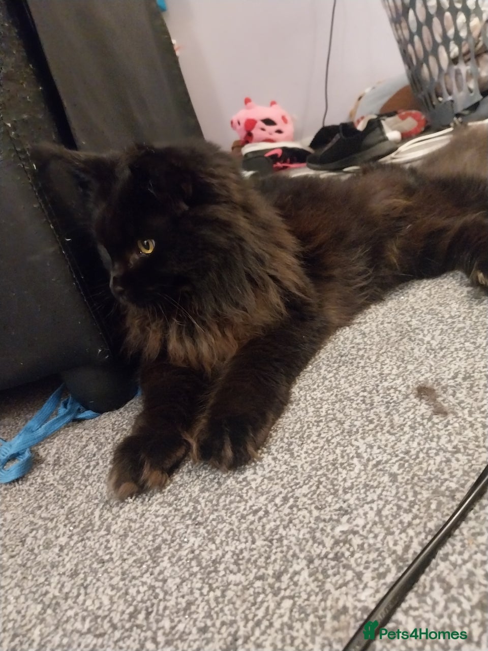 Maine Coon cats Pure Breed Black Maine Coon Kitten - Advert 14