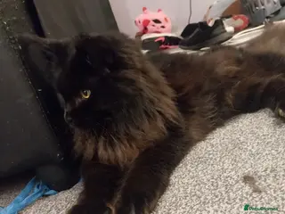 Maine Coon cats Pure Breed Black Maine Coon Kitten - Advert 14