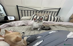 Maine Coon cats for sale: 🐾 Proven TICA  Maine Coon Queen – Black Smoke 🐾 - Image 21