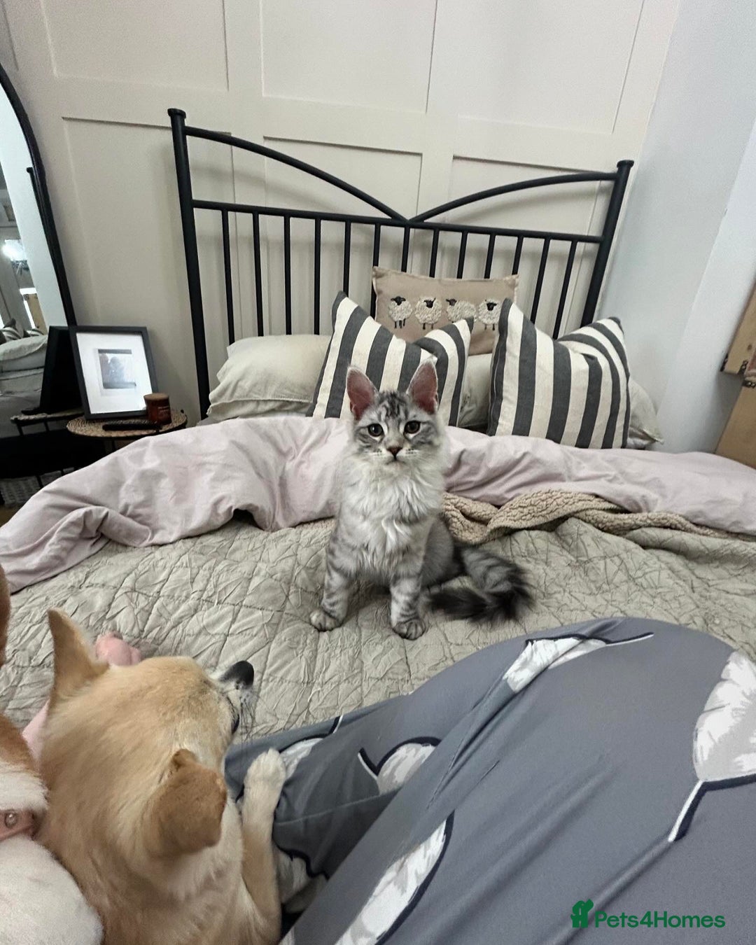 Maine Coon cats for sale: 🐾 Proven TICA  Maine Coon Queen – Black Smoke 🐾 - Image 21