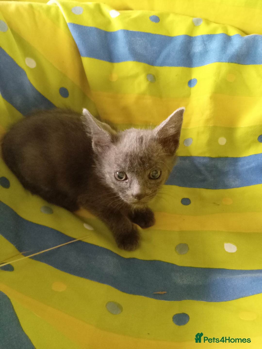 Mixed Breed cats for sale: RAGDOLL CROSSBREED KITTENS - Image 5
