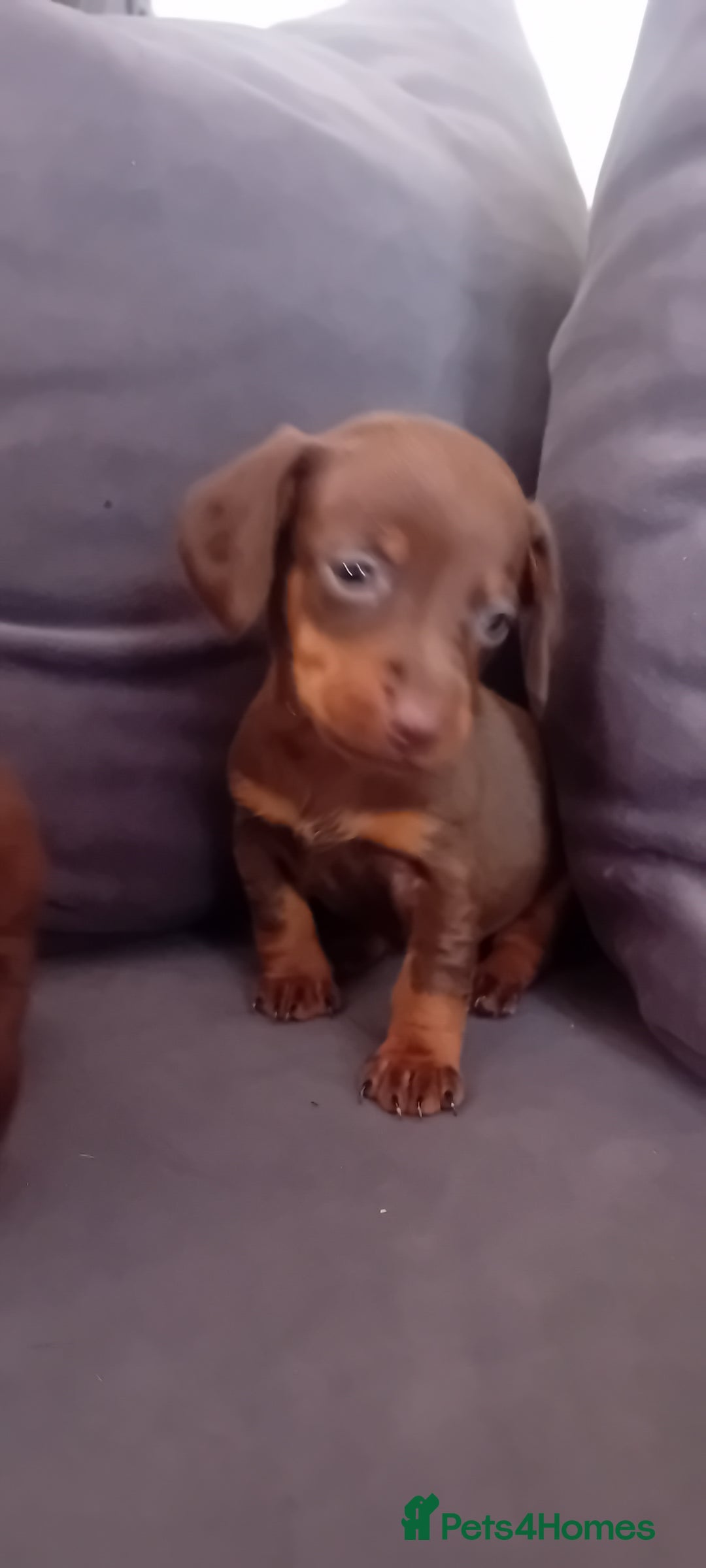 Miniature Dachshund dogs for sale: *READY TO GO* Miniature Daschund Puppies - Image 31