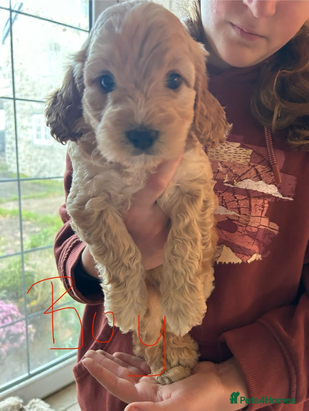 Cavapoo dogs for sale: Beautiful Cavapoo puppies  - Advert 17