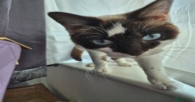 Snowshoe cats Really friendly rare Pedigree snowshoe ready today - Advert 14
