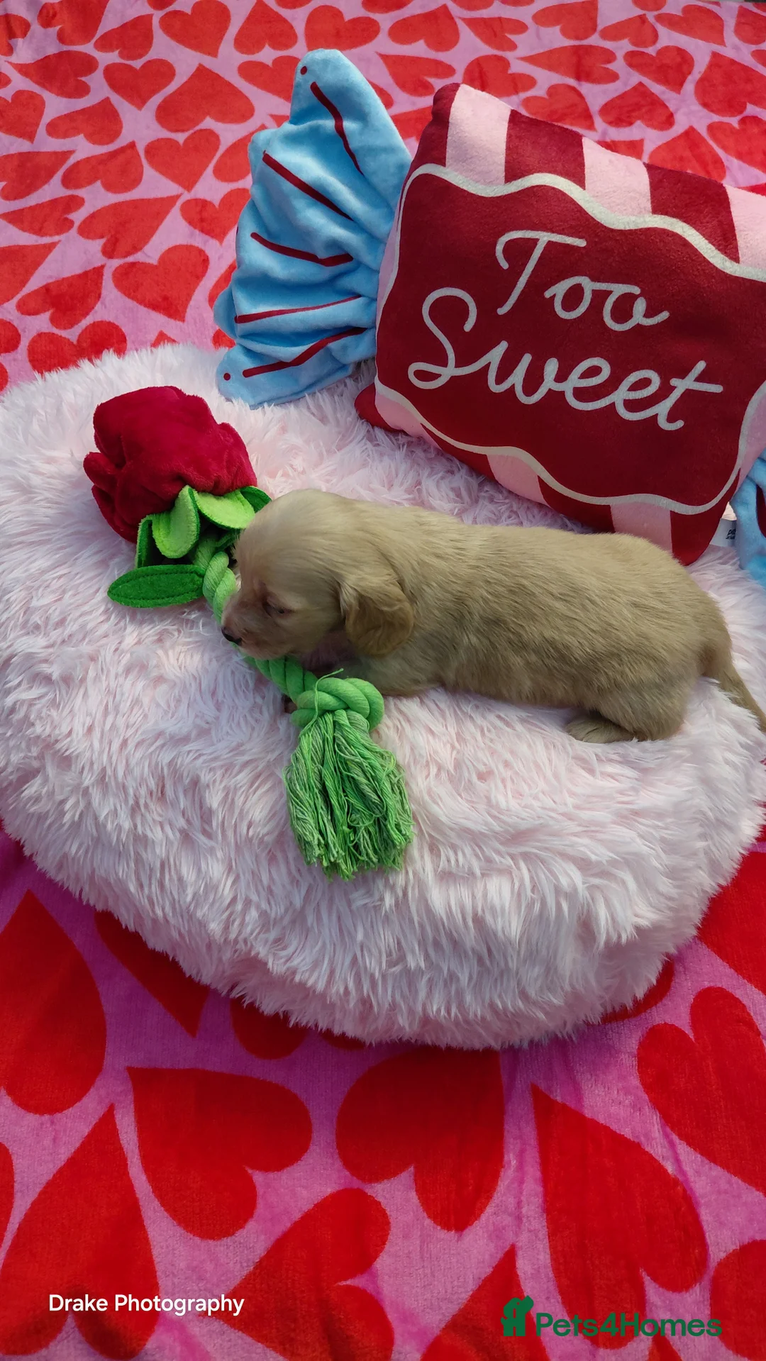 Miniature Dachshund dogs for sale: KC Reg. Longhaired Full Cream Mini Dachshunds 💛🐾 - Advert 11