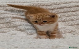 British Shorthair cats for sale: Beautiful unusual British shorthair kittens - Image 19