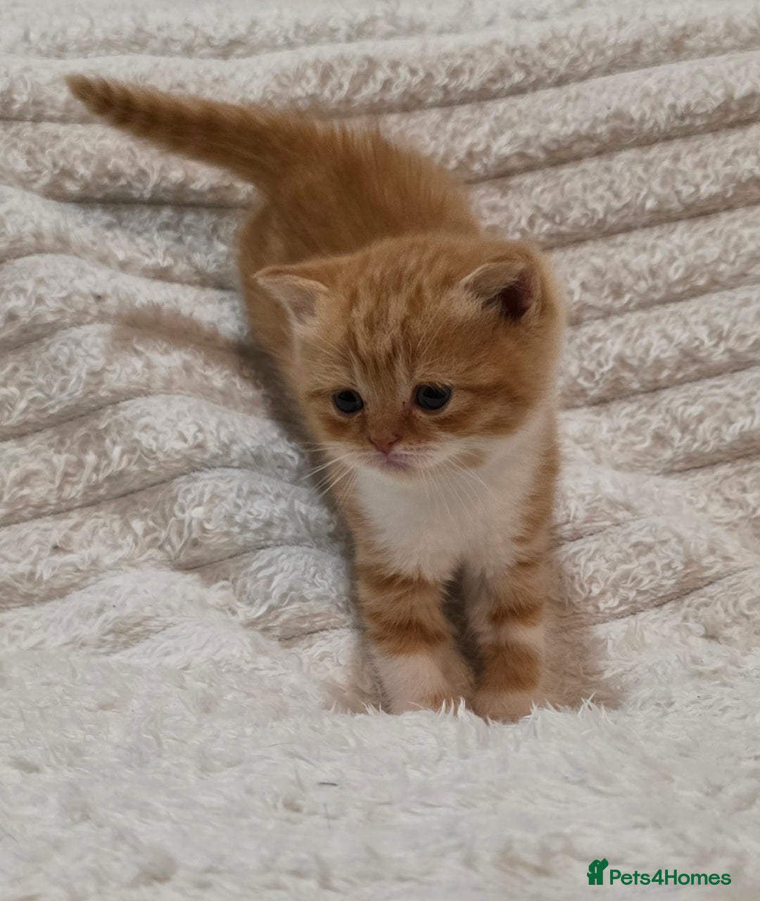 British Shorthair cats for sale: Beautiful unusual British shorthair kittens - Image 19