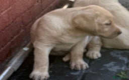 Labrador Retriever dogs for sale: Beautiful Lab Puppies — Ready now! 5 Girls & 1 Boy - Image 4