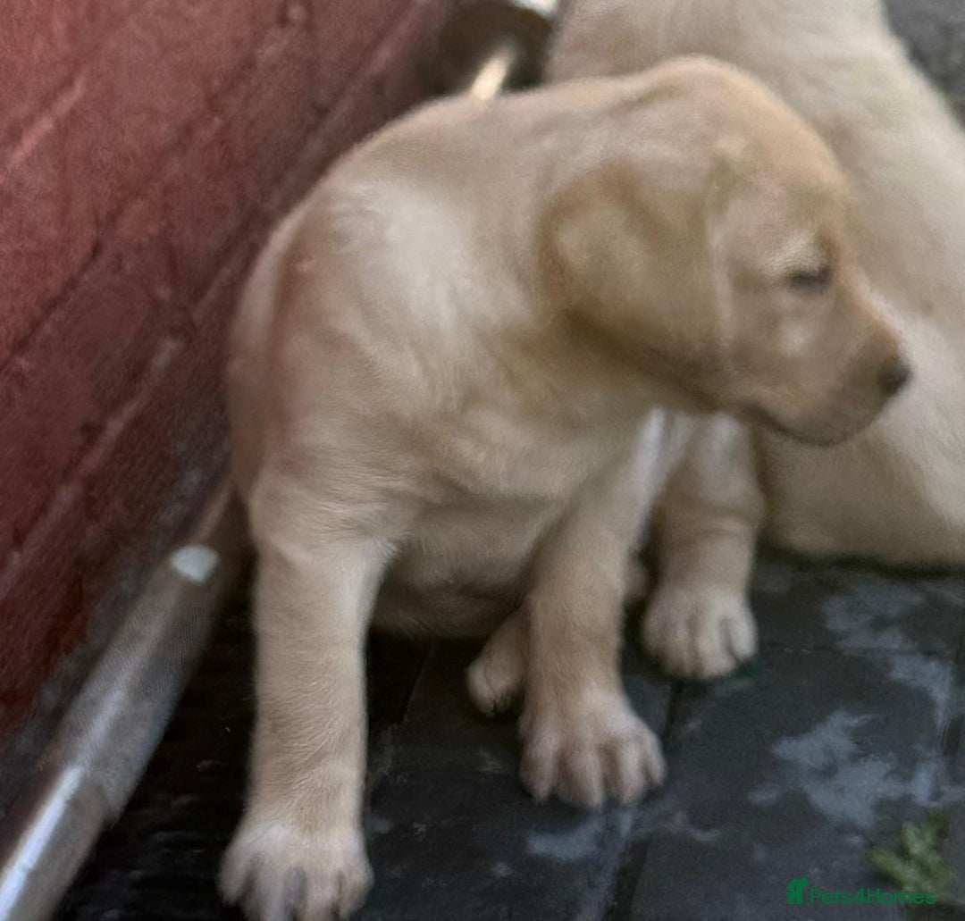 Labrador Retriever dogs for sale: Beautiful Lab Puppies — Ready now! 5 Girls & 1 Boy - Image 4