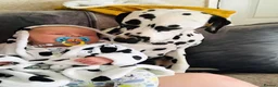 Dalmatian dogs for sale: Exceptional Dalmatian Puppies.  - Advert 25