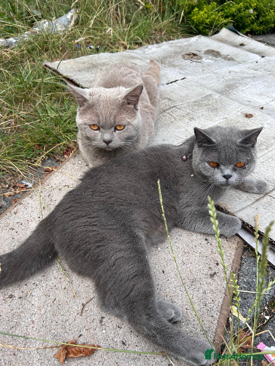 British Shorthair cats for sale: 3 Beautiful British ShortHair Cats - Image 1