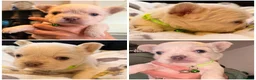 French Bulldog dogs for sale: Best in west mids.5 star full fluffy litter - Advert 4