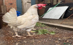Chickens poultry for sale: 7 HYBRID HENS FOR SALE  - Image 3
