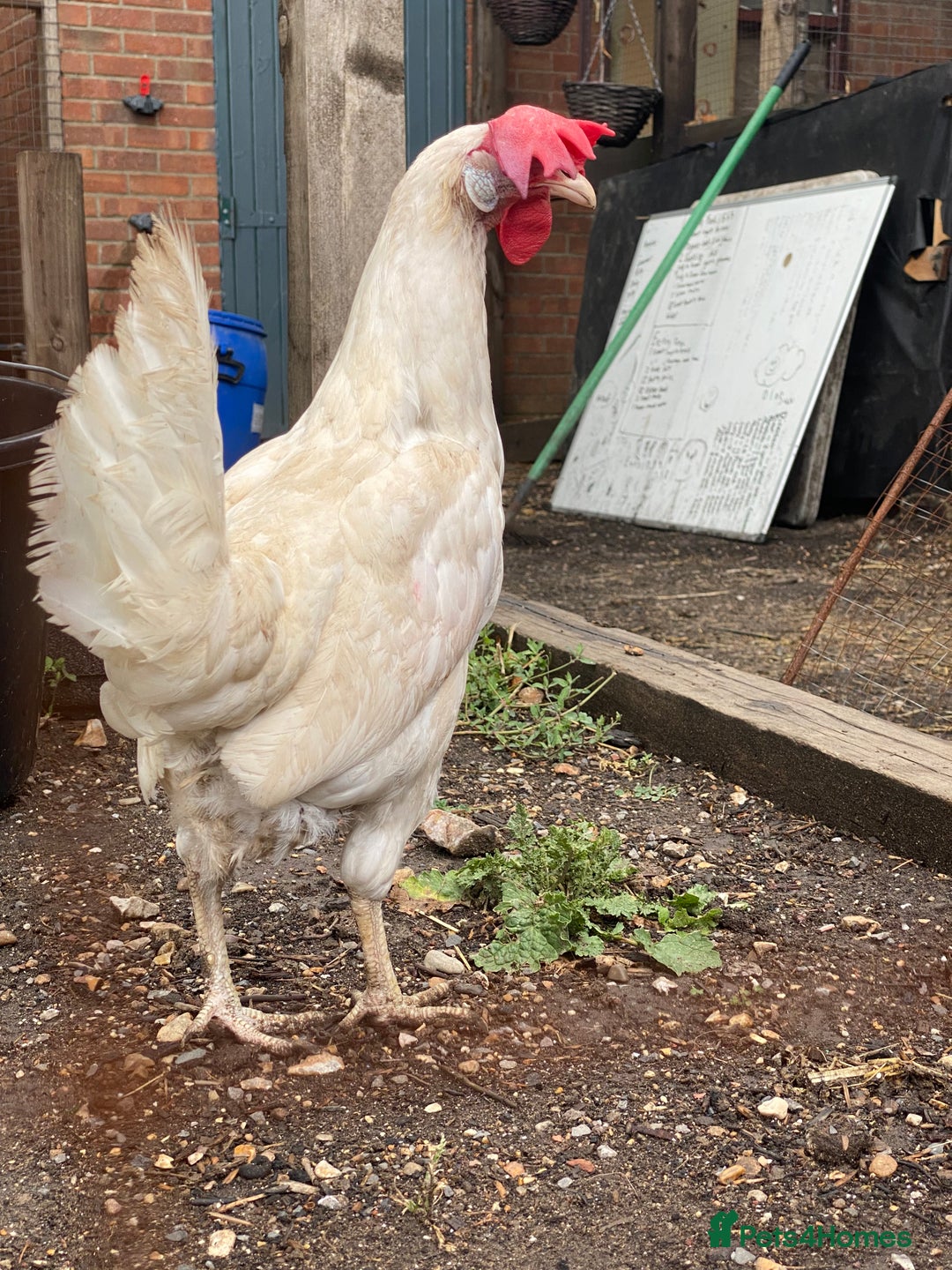 Chickens poultry for sale: 7 HYBRID HENS FOR SALE  - Image 3