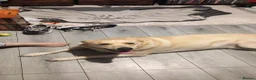 Borador dogs for sale: Rehoming male dog - Advert 2