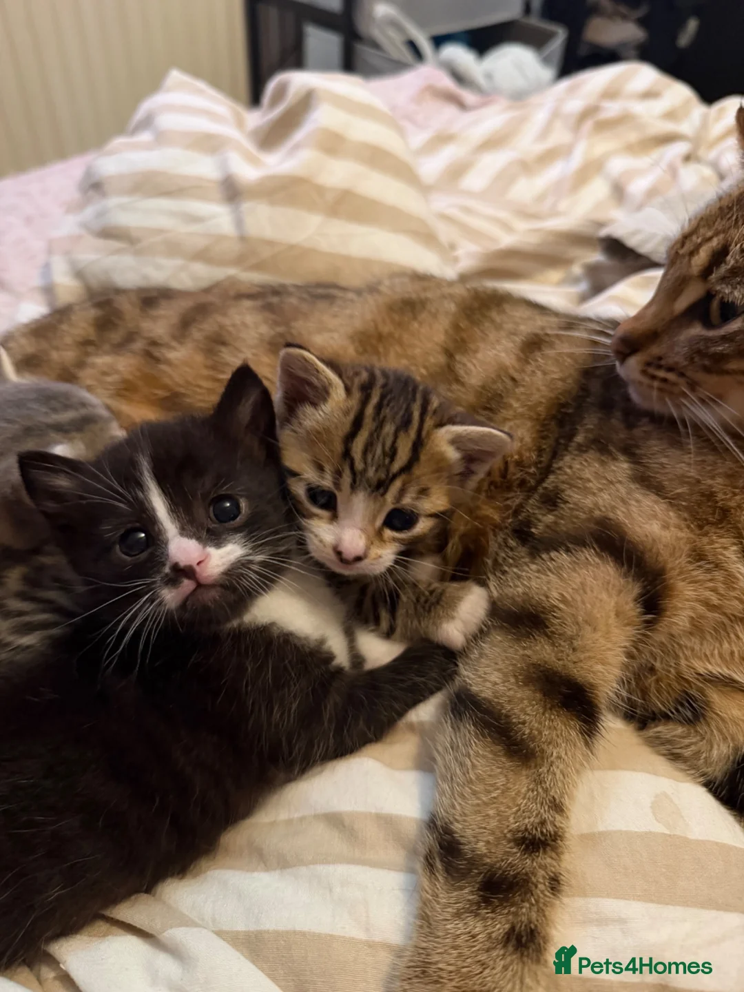 Bengal cats for sale: Cute half bengal kitten ready now  - Advert 10