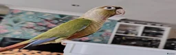 Conures birds for sale: Handreared conures, cockatiels, pair senegals in Wellingborough - Advert 4